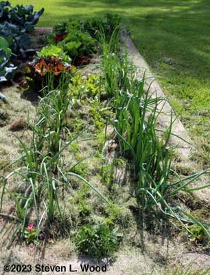 Onions, carrots, and beets mulched