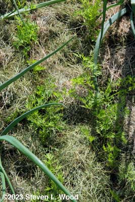 Carrots mulched