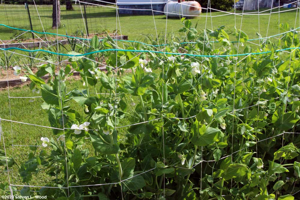 Peas in bloom