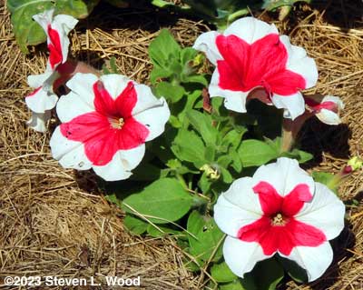Royalty petunia