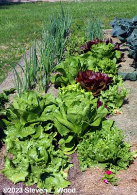 Our lettuce...and other stuff