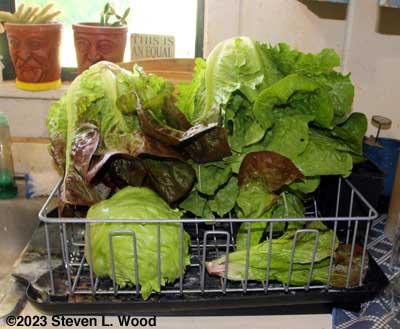 Lettuce drying on dish rack