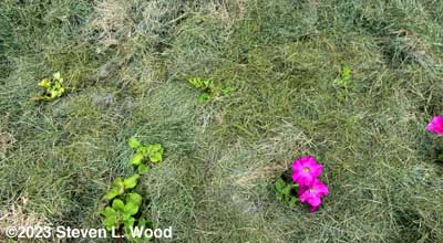 Painted daisies and petunias
