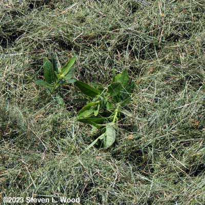 Milkweed transplanted