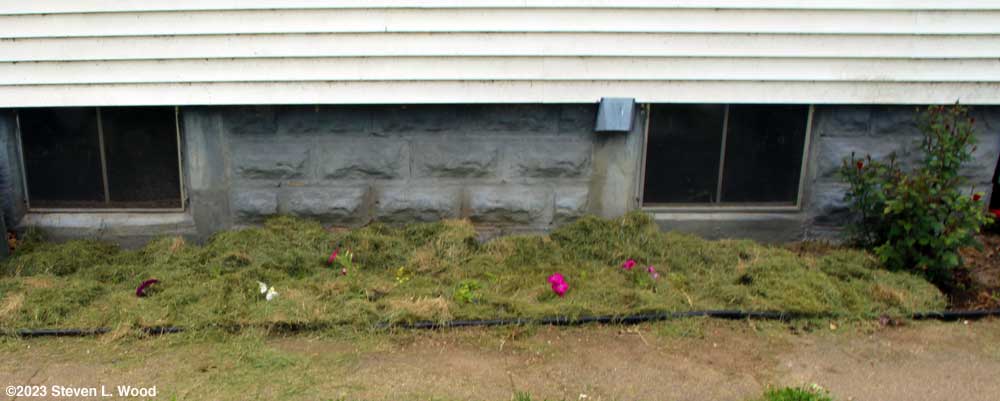 Flowerbed with daisies and petunias