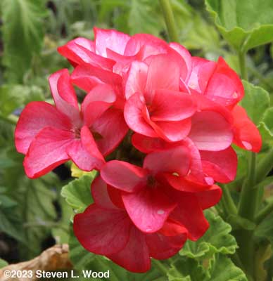 Pinto Salmon geranium bloom