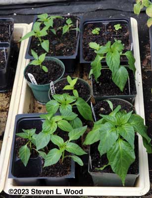 Paprika pepper transplants