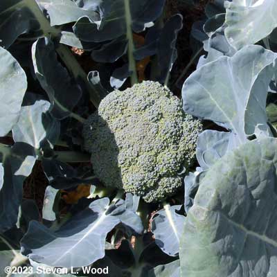Premium Crop broccoli head