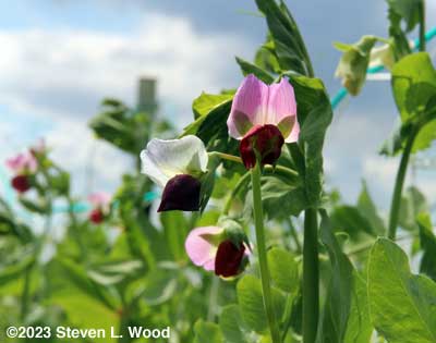 Purple pea blossoms