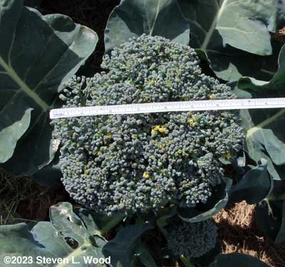 Huge head of Goliath broccoli