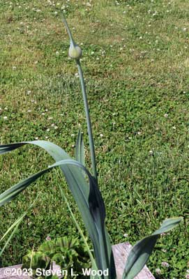 Garlic scape