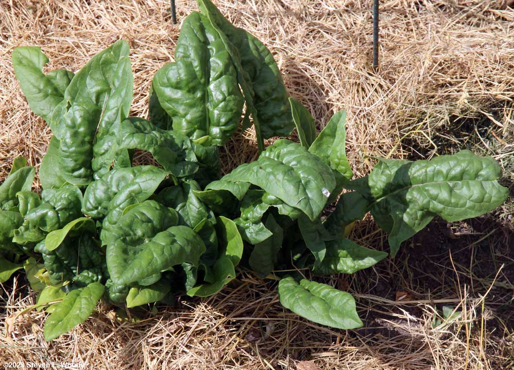 Spinach ready to pick