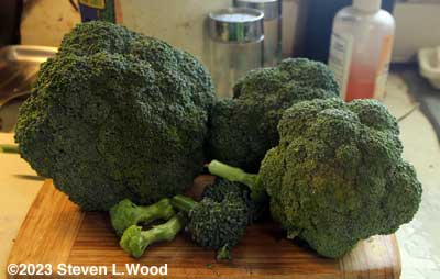 Today's broccoli