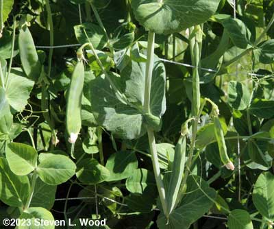 Pea pods