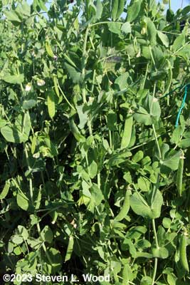 Pea vines filled with pea pods