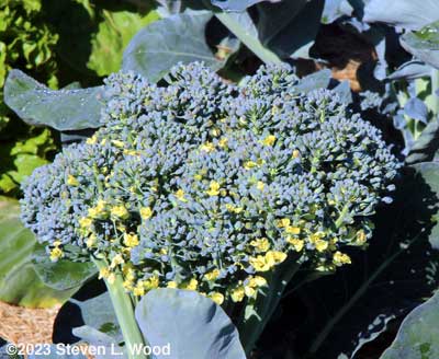 Goliath broccoli beginning to bloom