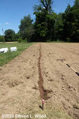 Watered furrow for zinnia seed
