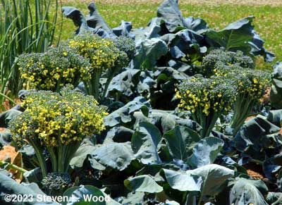Goliath broccoli grown for seed beginning to bloom