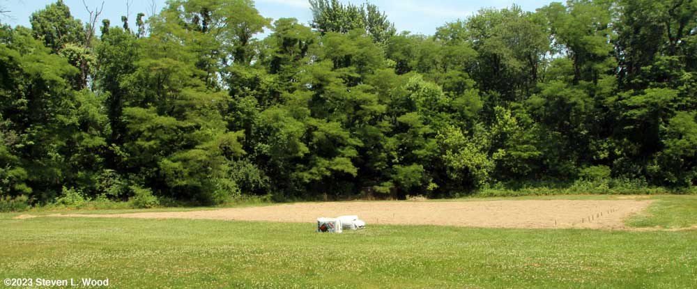 East Garden staked and back half seeded to buckwheat