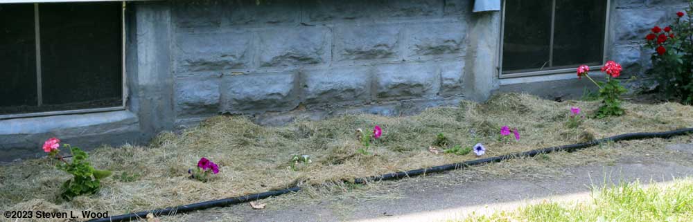 East flowerbed of geraniums, petunias, and buried painted daisies