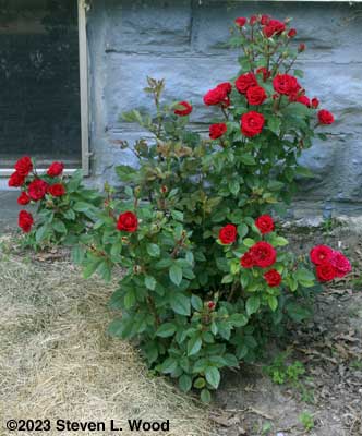 Our Rose Bush