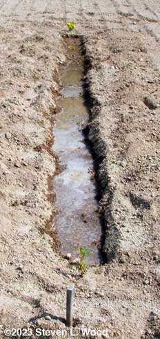 Furrow flooded with starter solution