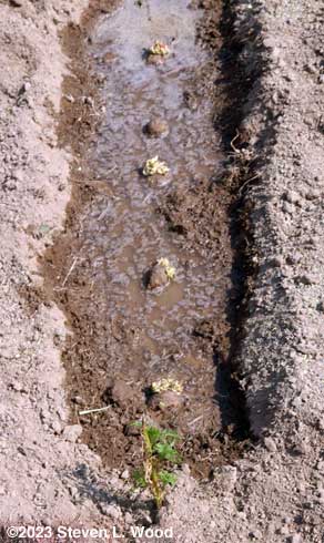 Potato sets squished into mud