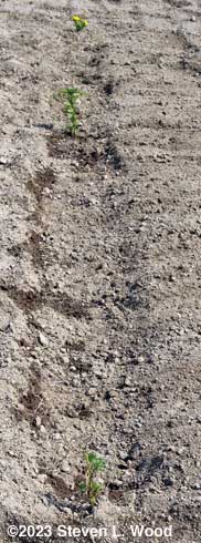 Row covered with loose soil