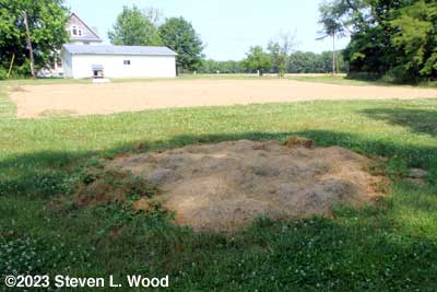 Heavily mulched old compost site
