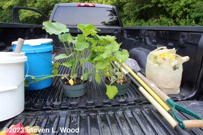 Butternut transplants in back of truck