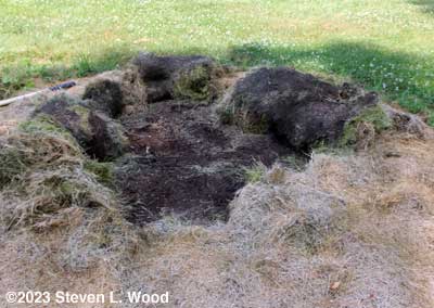 Compost under mulch