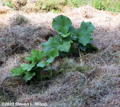Butternuts in the ground and mulched