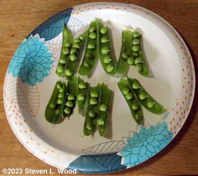 Pea pods well filled