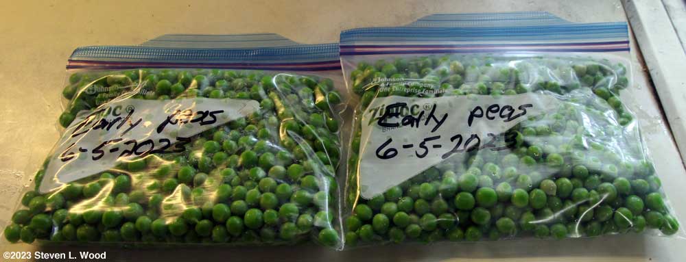Peas ready for freezing