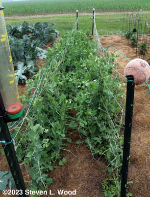 Eclipse peas beginning to bloom