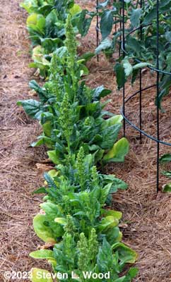 Spinach bolting