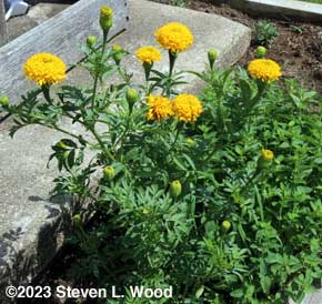 Yellow marigold in bloom