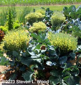 Goliath broccoli plants in bloom