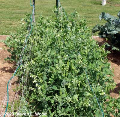 Eclipse peas in bloom