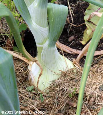 Overwintered Walla Walla onion