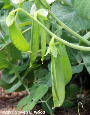 Eclipse pea pods