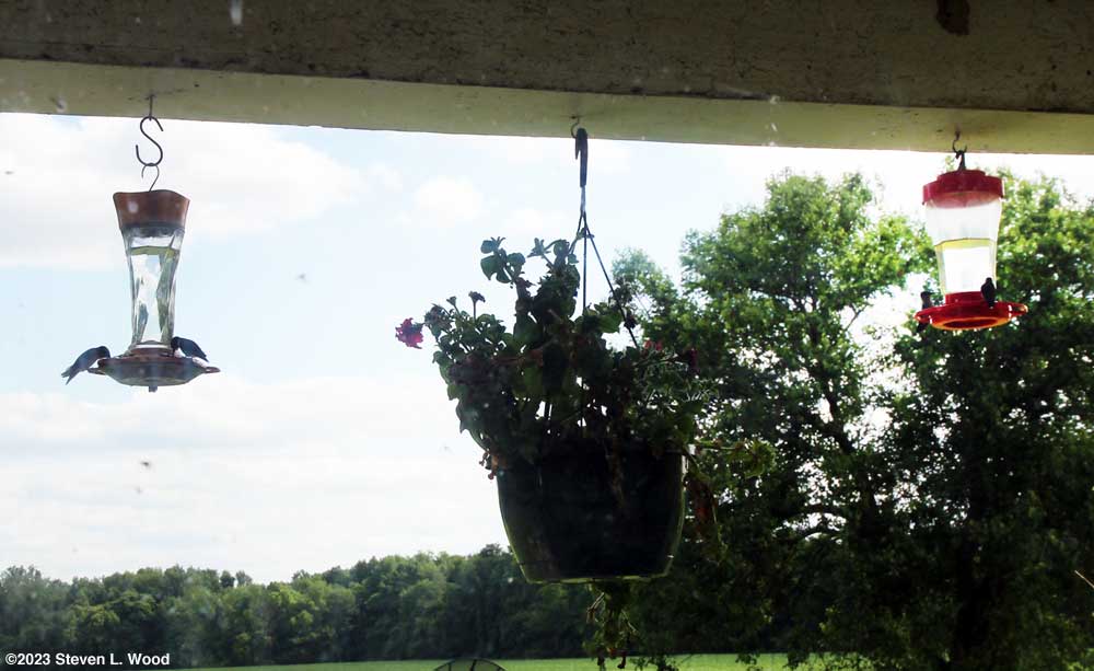 Hummingbirds at feeders