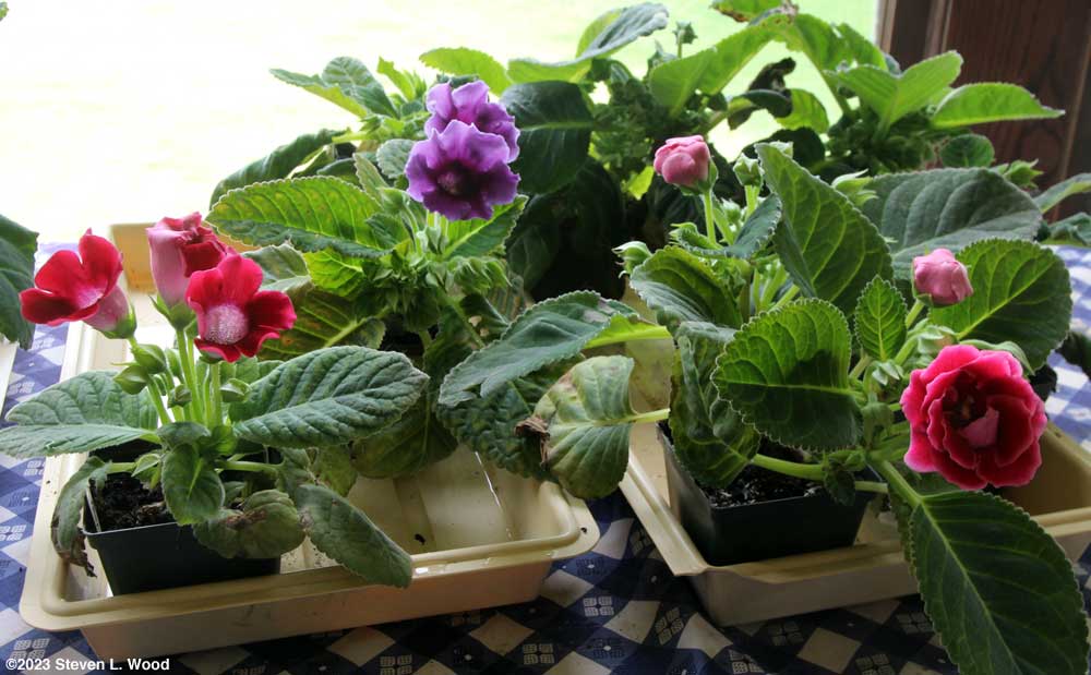 Gloxinias in bloom
