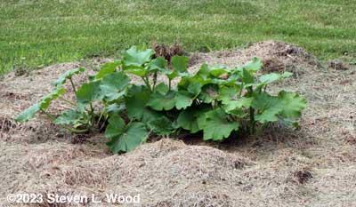 Butternut squash plants