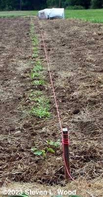 Zinnias emerging