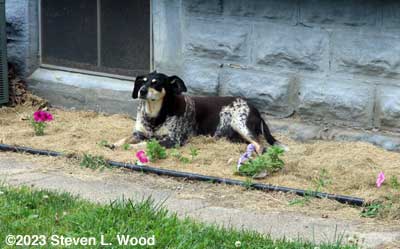Petra in our flowerbed