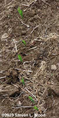 Some sweet corn up