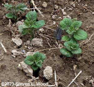 Potatoes emerging