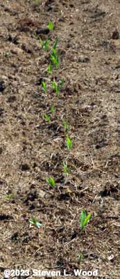 Sweet corn up