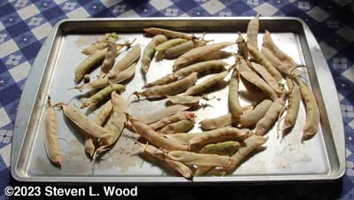 Pea pods for seed saving